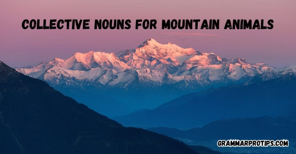 Collective Nouns for Mountain Animals