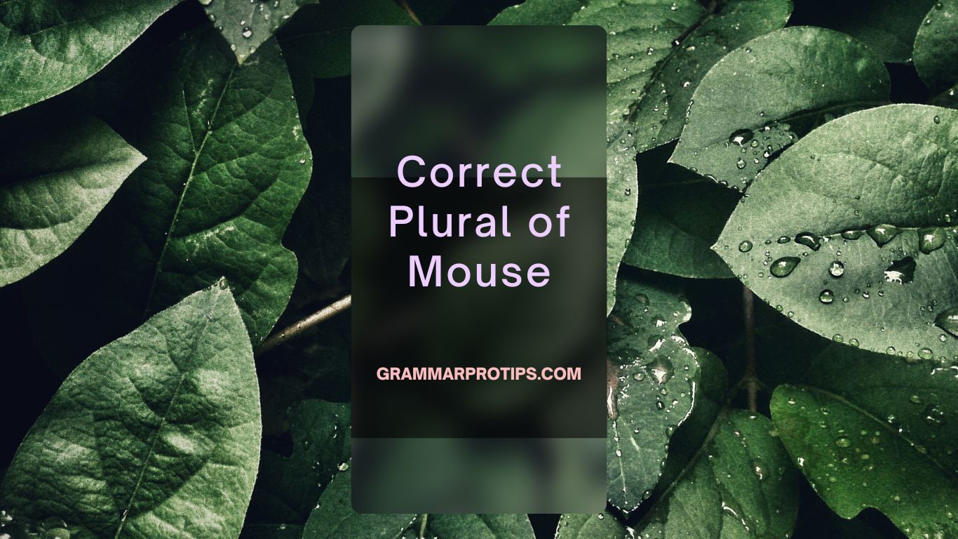 Correct Plural of Mouse