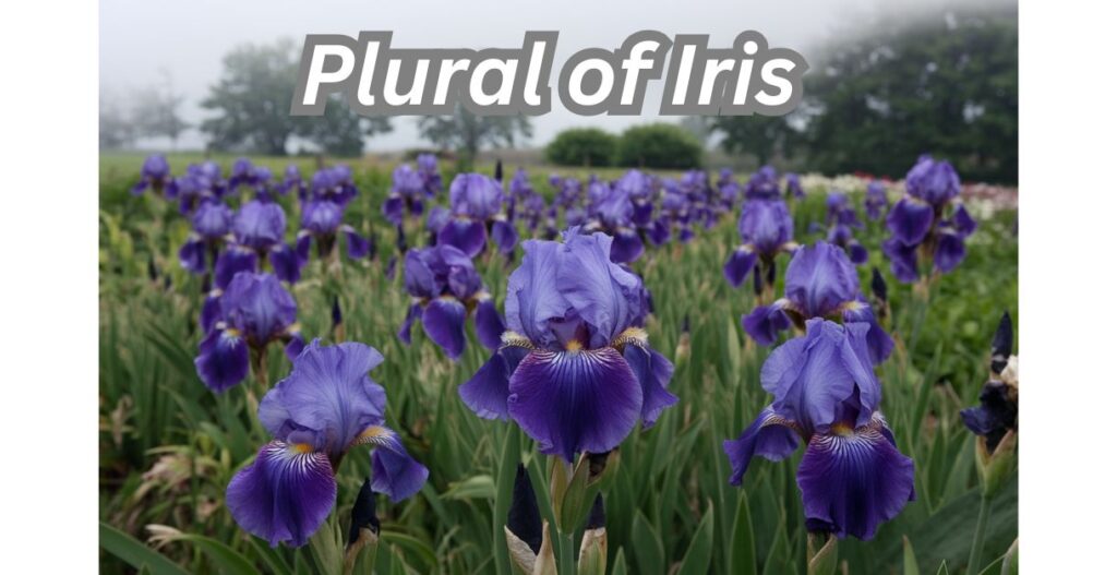 Plural of Iris Why the Difference