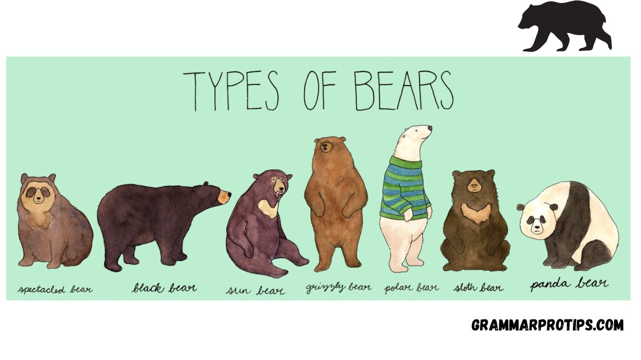 Types of Bears