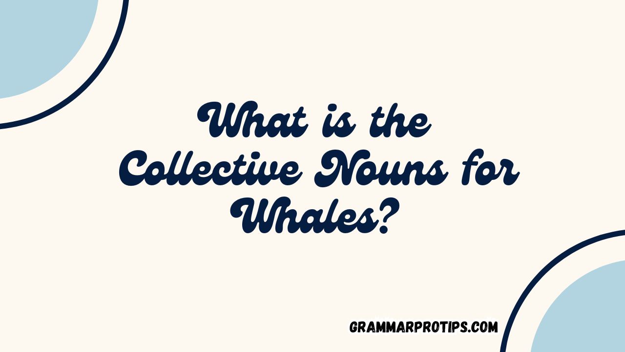 What is the Collective Nouns for Whales