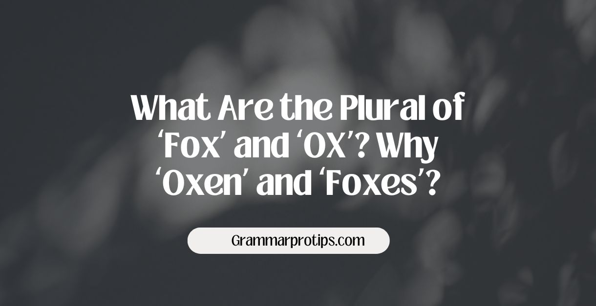 What Are the Plural of ‘Fox’ and ‘OX’ Why ‘Oxen’ and ‘Foxes’