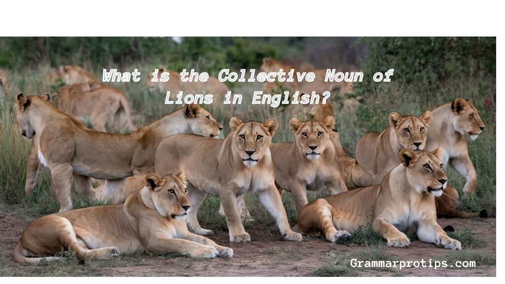 What is the Collective Noun of Lions in English