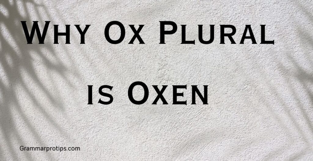 Why Ox Plural is Oxen